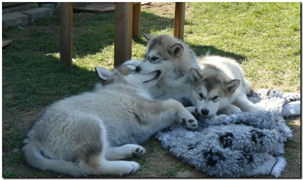 E Wurf 8 Wochen 074.jpg